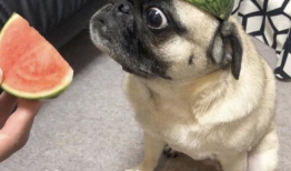 狗仔吃瓜爆料表情包,娱乐圈爆料狂欢