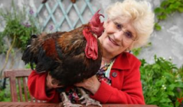 公鸡打鸣视频,清晨唤醒自然的动人旋律